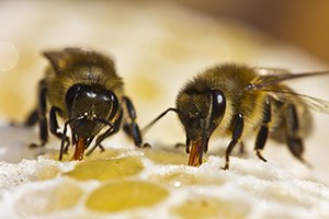 Clinton Bee control