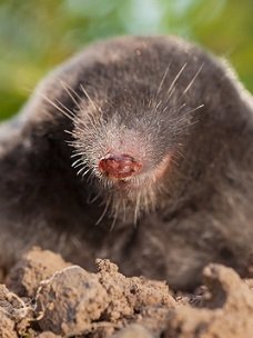 wisconsin mole trapping