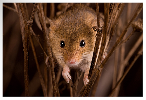 Pell Lake rodent removal, rat control