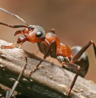 ant control wisconsin