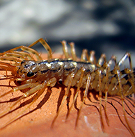 wisconsin centipede control