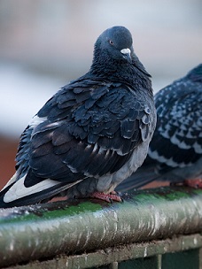 bird control, pigeon control