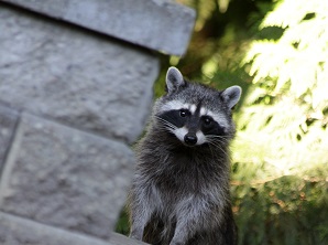 raccoon removal in wisconsin