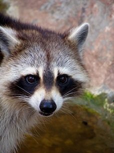 Kenosha raccoon removal