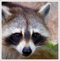 wisconsin Raccoon removal, kenosha Raccoon control