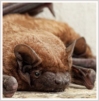Somers bat removal, Somers bat control