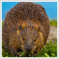 wisconsin beaver trapping