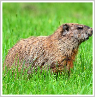 Delavan groundhog removal