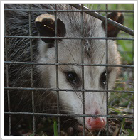 wisconsin Opossum removal, kenosha Opossum control