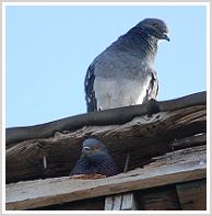 wisconsin bird control