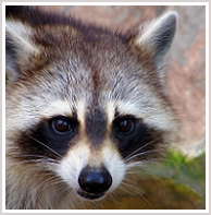 wisconsin raccoon removal