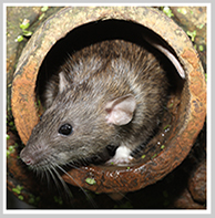 Clinton rodent removal, rat control