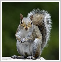 wisconsin squirrel removal