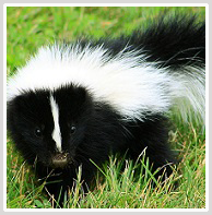 wisconsin Skunk removal, kenosha Skunk control