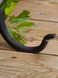 Darien WI snake removal