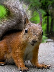 avalon WI squirrel removal