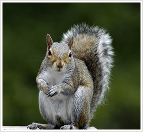 burlington squirrel removal, 